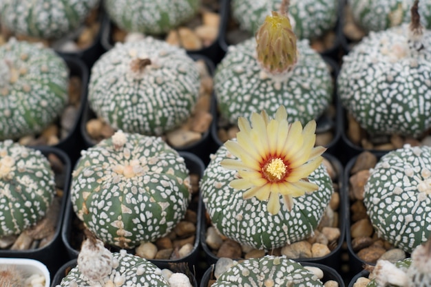 Foto gruppo di cactus in una pentola, pianta succulenta