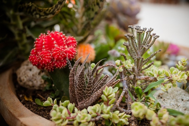 Group of cactus in a potMany Succulents Flowers in ceramic potFloral hipster pattern Succulents and cactusHome gardening with cactus and another indoor plants for good cozy and for airpurifying