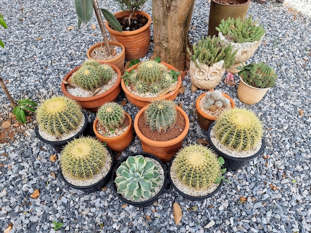 Foto il gruppo di cactus e succulente nel giardino