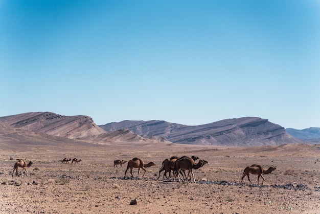 Foto gruppo di cammelli nel mezzo del deserto che camminano in una direzione