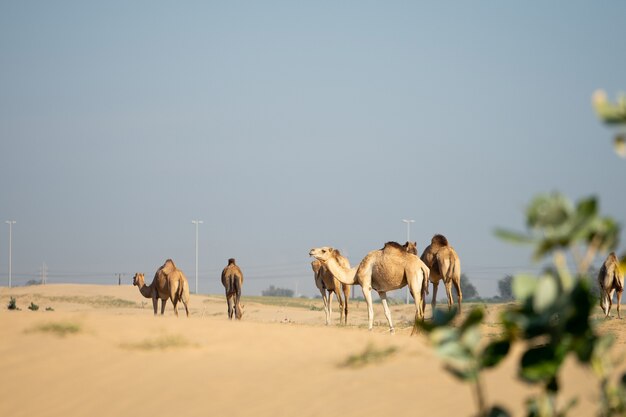 Premium Photo | Group of camels walking in desert in abu dhabi uae. Premium Photo | Group of camels walking in desert in abu dhabi uae.