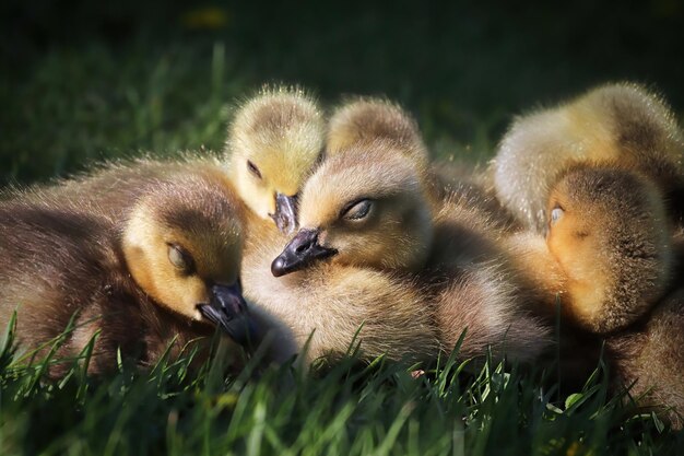 Photo a group of canada geese goslings sleep in a bunch