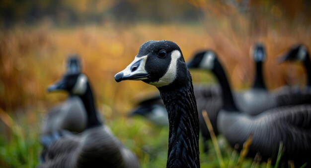 Group of Canadian Geese Standing Together on a Meadow with a Beautiful Scenery as a Background