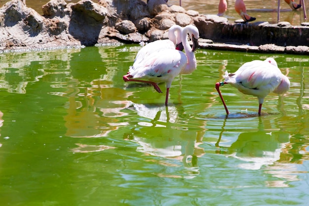 Group of caribbean flamingos on water