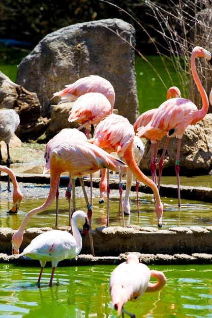 Group of caribbean flamingos on water