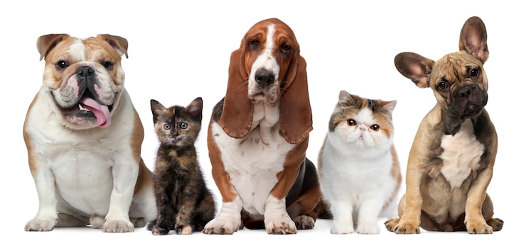 Photo group of cats and dogs in front 