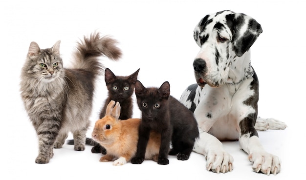 Group of cats and dogs and rabbit