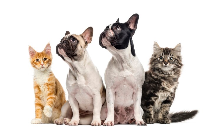 Photo 白で隔離されて座っている猫と犬のグループ