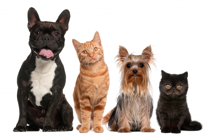 Photo group of cats and dogs