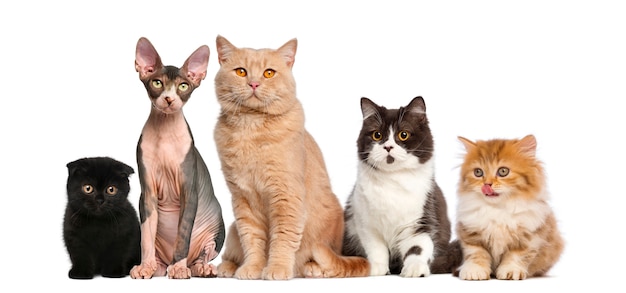 Group of cats in front of a white wall