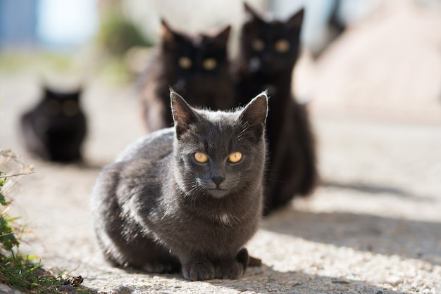 座ってカメラを見ている猫のグループ