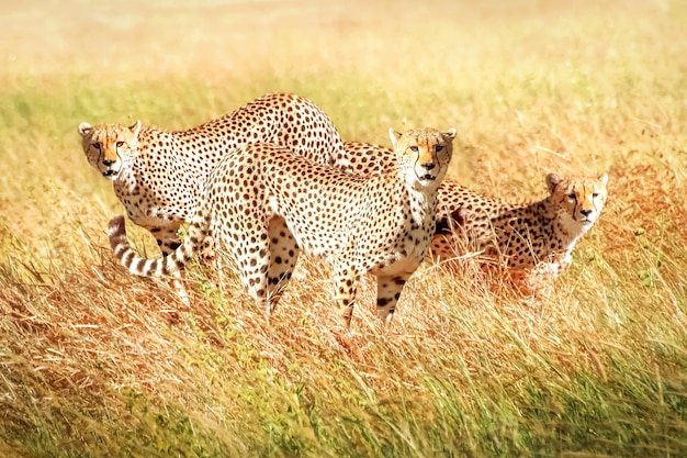 Group of cheetahs in the african savannah Africa Tanzania Serengeti National Park