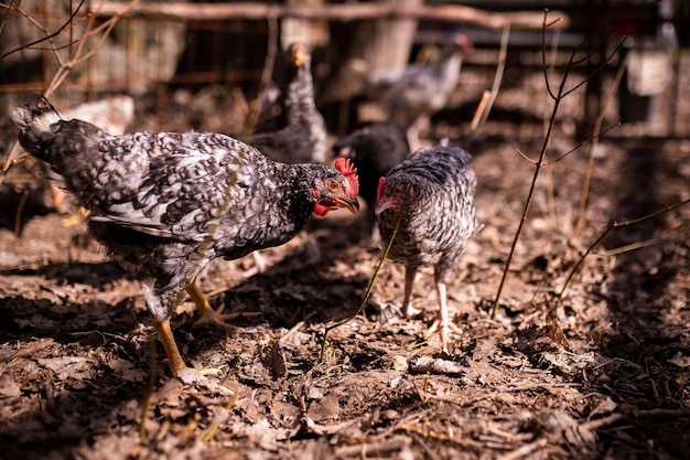 A group of chickens are standing in a pen with the word chicken on it.