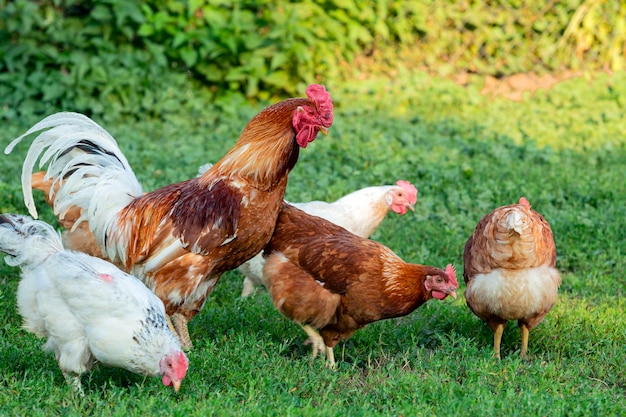 A group of chickens are walking around in a field.