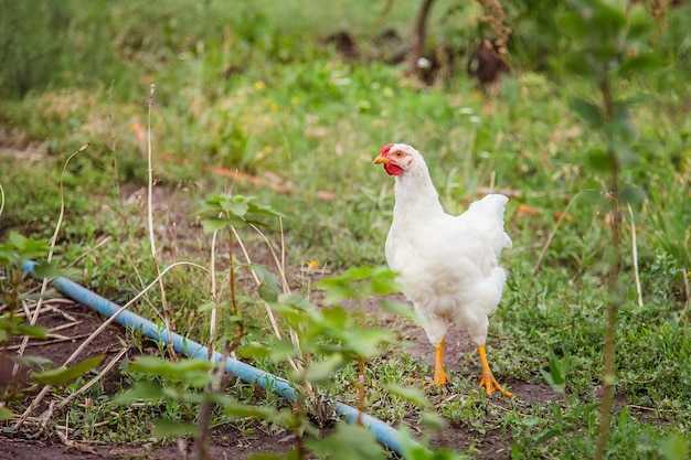 鶏のクローズアップのグループ大人の鶏鶏七面鳥農場の10代の鶏