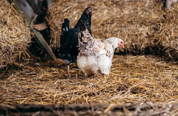 Photo group of chickens in coop