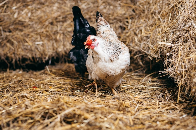 Photo group of chickens in coop