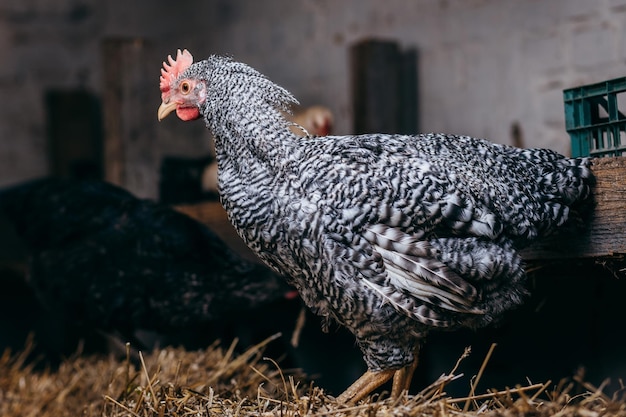 Group of chickens in coop