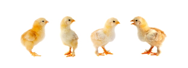 Group of chickens on white background