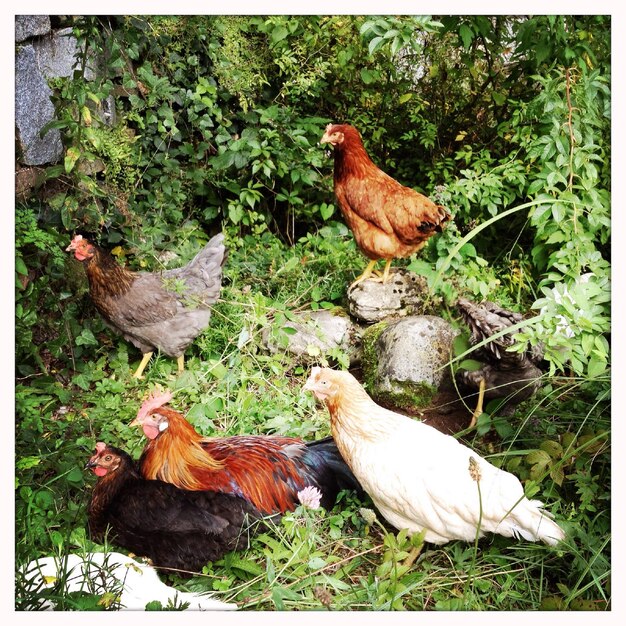 Photo group of chickens