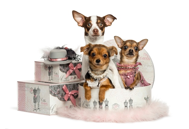 Group of Chihuahua in a clothes box isolated on white