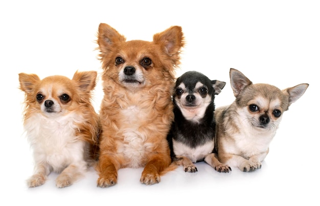 Group of chihuahua