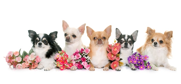 group of chihuahuas