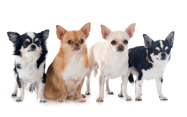 group of chihuahuas