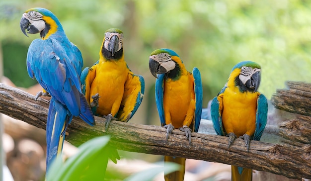 枝にカラフルなコンゴウインコのグループ