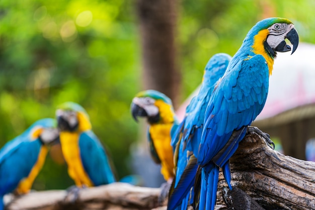 木の枝にカラフルなコンゴウインコのグループ