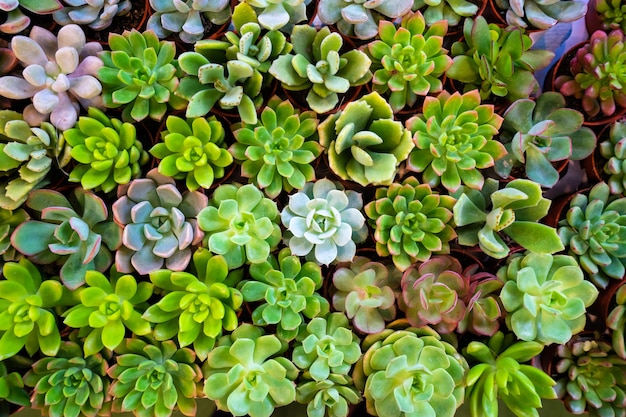 Foto raggruppi il variopinto del succulente in pot arancione per priorità bassa.