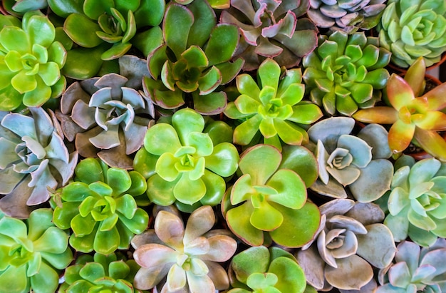 Foto raggruppi il variopinto del succulente in pot arancione per priorità bassa.