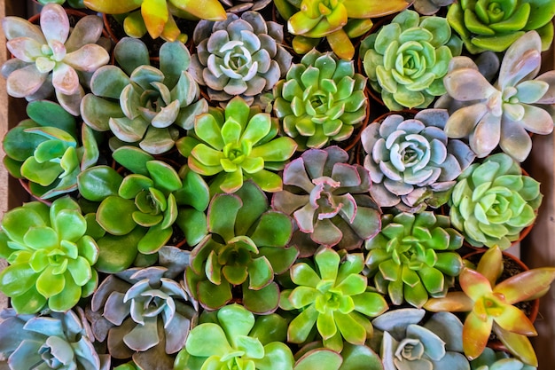 背景のオレンジポットで多肉植物のカラフルなグループ