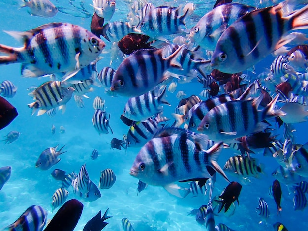 水面下の色とりどりの熱帯魚の群れ 色とりどりの水中世界