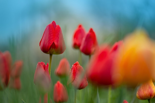 Group of colorful tulips in a beautiful meadow with sunset