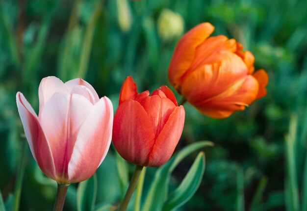 Group of colorful tulips in the garden at the spring time. Shallow DOF.