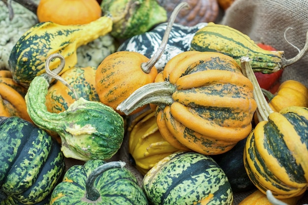 Photo a group of colourful gourds in friedrichsdorf