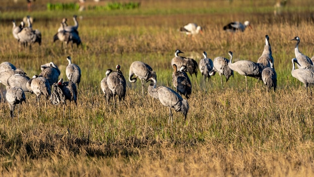 Group of common cranes at dawn in the Natural Park of the Marshes of Ampurdan.