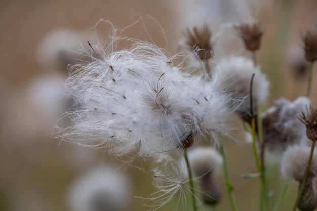 A group of common dandelions in a field on a warm autumn day Taraxacum officinale macro photography