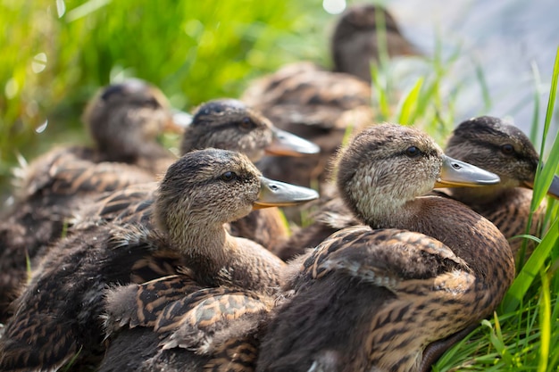 Group of common gray ducks closeup