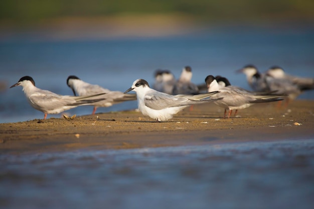 Group of Common terns in backwater lake - Birds on seashore or lake shore