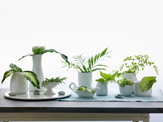 A group of containers jugs and vases with a variety of green leaves and foliage Studio shot