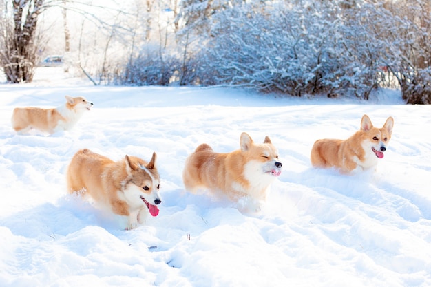 group of Corgi dogs running in the snow on a walk in winter