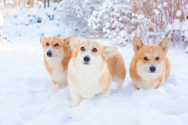 冬の公園の散歩でコーギー犬のグループ