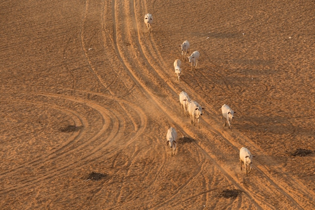 Группа коров, идущих по пыльной дороге, Баган, Мьянма
