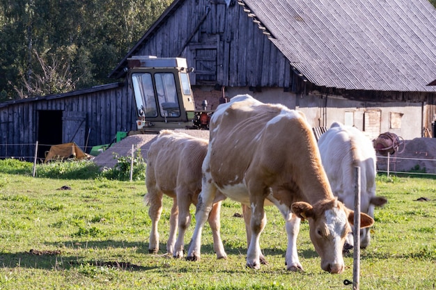 A group of cows are grazing in a field with a tractor in the background.