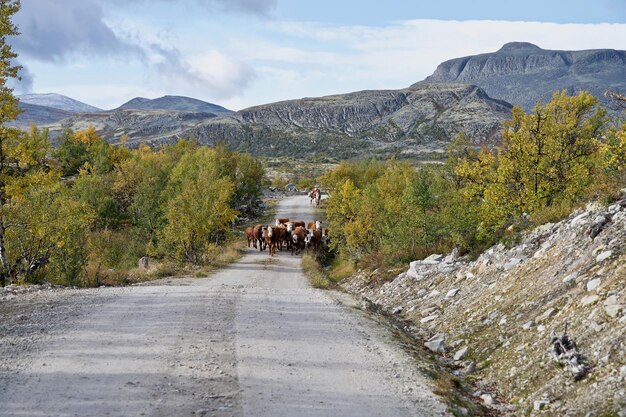 Group of cows on a country road