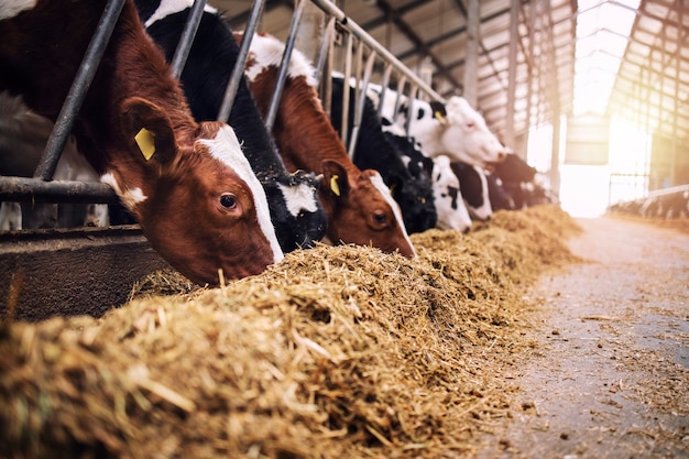 Photo group of cows at cowshed eating hay or fodder on dairy farm.