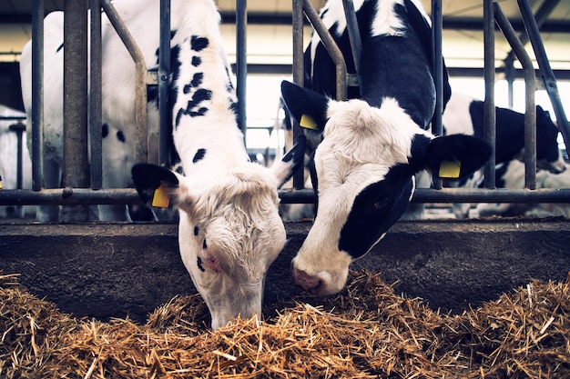 Group of cows at cowshed eating hay or fodder on dairy farm.