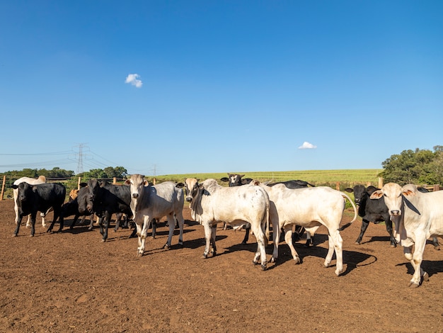 Group of cows in cowshed